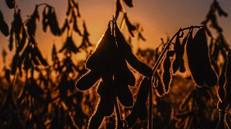 Exante proyeca un margen promedio de US$ 260 por hectárea para la soja