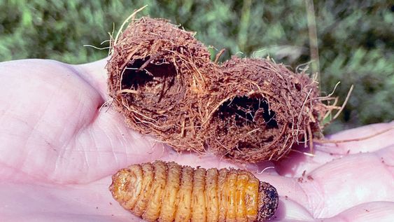 Picudo rojo Picudo rojo