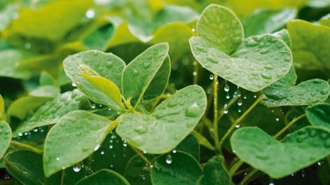 imagen de La lluvia impulsará el crecimiento de la economía uruguaya en 2024