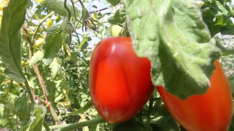 imagen de Meteorología avanza en el desarrollo de herramientas para el sector agropecuario