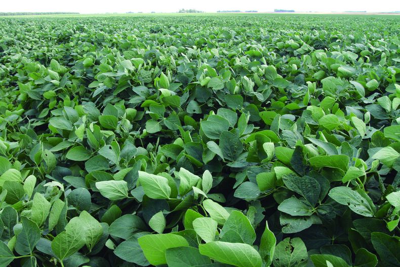 Con un precio de US$ 500 por tonelada, los productores juegan todas sus fichas a la próxima cosecha de soja . Foto: Nicolás Der Agopián / Búsqueda