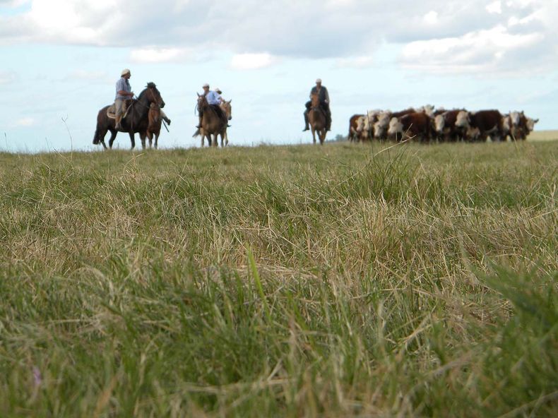 Destinar fondos a los productores que conserven el campo natural es una visión europea; no es la fórmula correcta de lograr una conservación sustentable