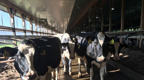 Los lácteos representan casi la mitad de la producción agrícola de Nueva York