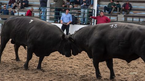 Remate rural. Foto: Ricardo Antúnez