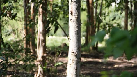 Los capitales extranjeros pujan por las tierras forestadas con eucaliptos. Foto: Nicolás Garrido