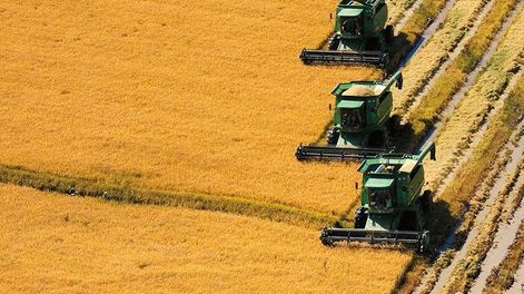 Plantación de arroz. Foto: gub