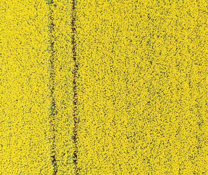 Las flores amarillas ya son parte del paisaje uruguayo de agosto
