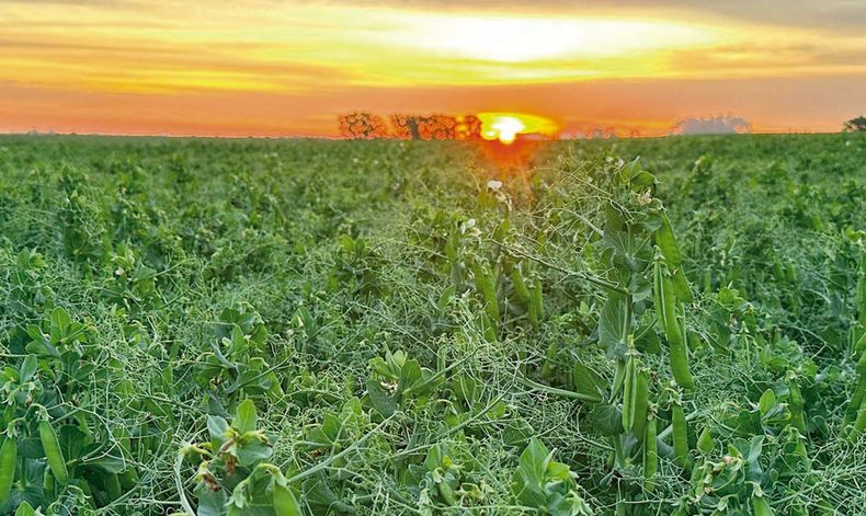 Se estima que el potencial de rendimiento de las nuevas variedades de arveja en Uruguay sería de unos 3.000 kilos por hectárea o más