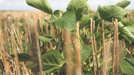 imagen de El Ministerio de Ganadería gestiona con los bancos aplazar  por un año el pago de las deudas contraídas por los sojeros