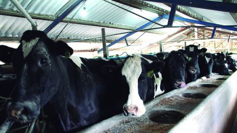 Los tamberos enfrentaron mayores costos para la alimentacion de vacas, debido a la falta de pasturas por la sequia. Foto: Nicolás Der Agopián