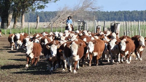 El ejercicio ganadero 2022-2023 fue el peor de los últimos 20 años. Foto: Agro de Búsqueda El ejercicio ganadero 2022-2023 fue el peor de los últimos 20 años. Foto: Agro de Búsqueda