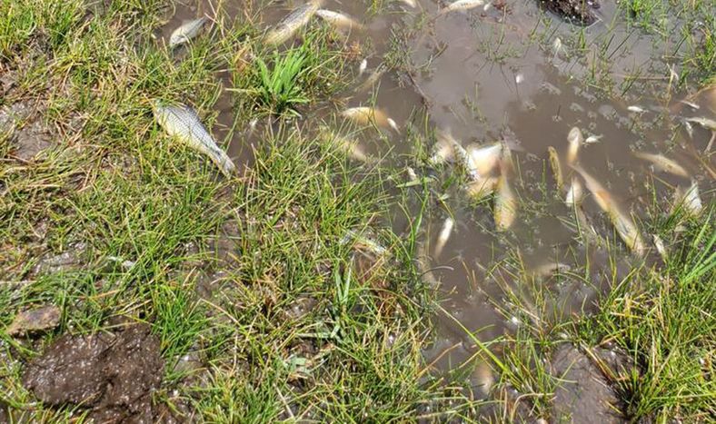 A fines de enero productores encontraron cantidad de peces muertos en una cañada en Tacuarembó