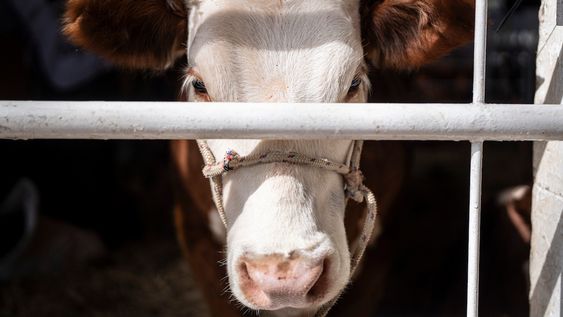 El megacaso de Conexión Ganadera involucra a varias empresas satélite del grupo El megacaso de Conexión Ganadera involucra a varias empresas satélite del grupo