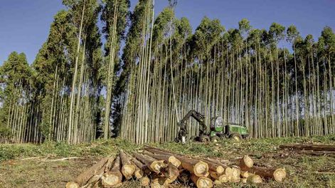 “La cadena forestal maderera es percibida como un motor relevante de la economía uruguaya”, especialmente “en regiones con alta actividad forestal”, figura entre las principales conclusiones del estudio.