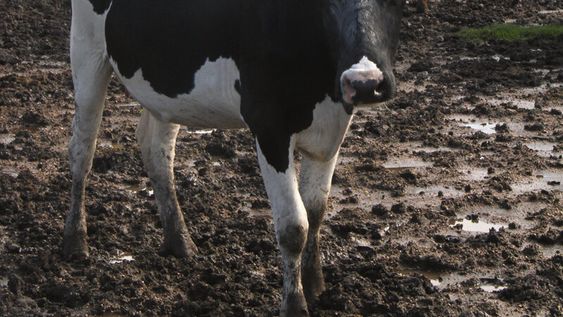 imagen de Meses decisivos para la lechería en un marco pleno de incertidumbres y con más de un tercio de los productores con sus números en rojo imagen de Meses decisivos para la lechería en un marco pleno de incertidumbres y con más de un tercio de los productores con sus números en rojo
