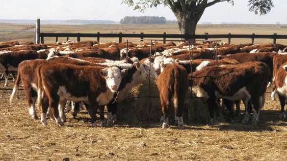 A través del fondo SiGa el Estado garantiza el 100% del crédito, premitiendo agilizar la financiación y bajar las tasas de interés, con plazos acordes al mercado. A través del fondo SiGa el Estado garantiza el 100% del crédito, premitiendo agilizar la financiación y bajar las tasas de interés, con plazos acordes al mercado.