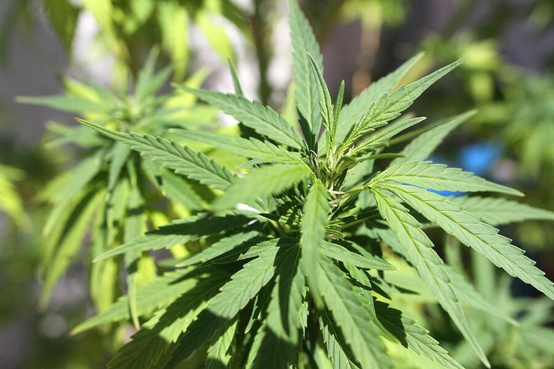 imagen de EEUU respaldó política de drogas de Uruguay y su ley de marihuana