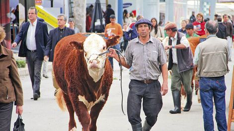 Casi 700 empresas participarán este año de la tradicional exposición en el Prado. Foto: Nicolás Der Agopián / Búsqueda