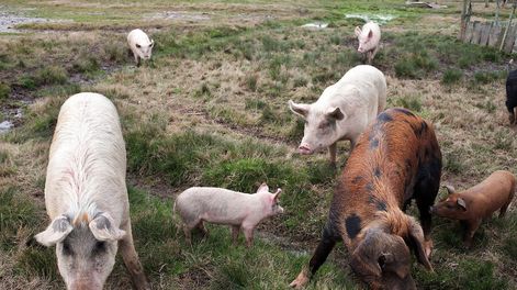 Cerdos en establecimiento ganadero. Foto: Ricardo Antúnez / adhocFOTOS