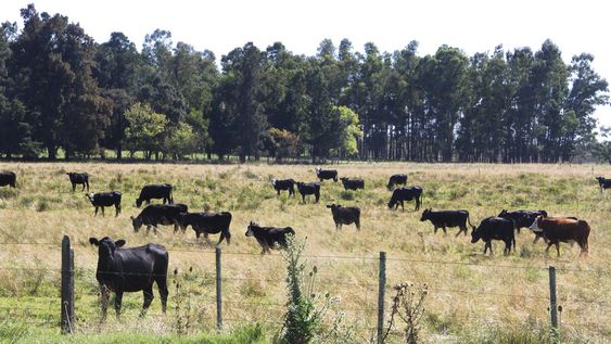 Los bosques de eucaliptos se expandieron en campos ganaderos y en diversas zonas del campo local. Foto: Nicolás Der Agopián / Búsqueda Los bosques de eucaliptos se expandieron en campos ganaderos y en diversas zonas del campo local. Foto: Nicolás Der Agopián / Búsqueda