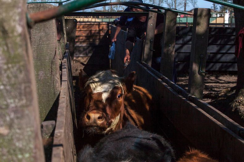 Trabajadores rurales suben a un camión el ganado para exportación. Foto: Pablo La Rosa / adhocFOTOS