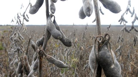 imagen de La soja y la forestación transformaron el campo uruguayo,  que enfrenta desafíos importantes de cara al futuro