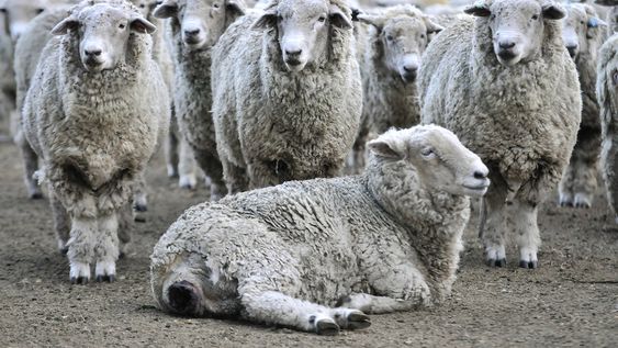 Foto: Javier Calvelo / adhocFOTOS Foto: Javier Calvelo / adhocFOTOS