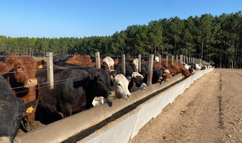 Foto: Agro de Búsqueda