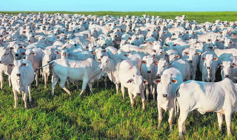 Ganado en campo brasileño. Foto: Agro de Búsqueda