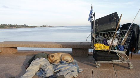 imagen de La comunidad veterinaria perdió el control sobre perros vagabundos y advierte graves problemas sociales ante la superpoblación canina