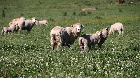 El rubro ovino tiene perspectivas “positivas“ para este año, según la Opypa. Foto: Nicolás Der Agopián / Búsqueda
