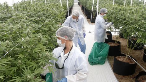 imagen de Los años de “facilidad extrema” para captar inversiones terminaron y las empresas de cannabis deben mostrar que son sustentables