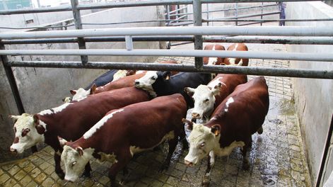 imagen de Frigoríficos solicitaron al Ministerio de Ganadería certificación  sanitaria para importar ganado de Brasil y así reducir costos