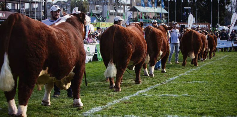 “Cuando los criadores producen una genética rentable, todo su entorno se torna rentable”, aseveró el jurado Hereford. Foto: Agro Búsqueda