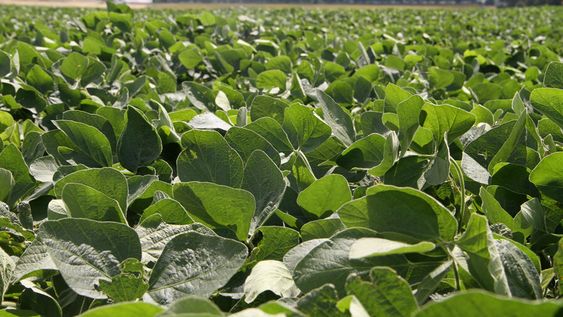 imagen de Con el clima como aliado, la tecnología y el manejo agronómico permitieron dar un salto en la productividad de la soja uruguaya