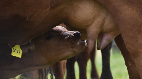 Foto: Agro de Búsqueda