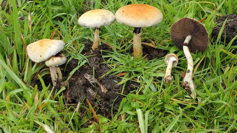 Búsqueda | Psilocybe cubenis, denominados “hongos mágicos” por su compuesto psicoactivo. Foto: Alan Rockefeller