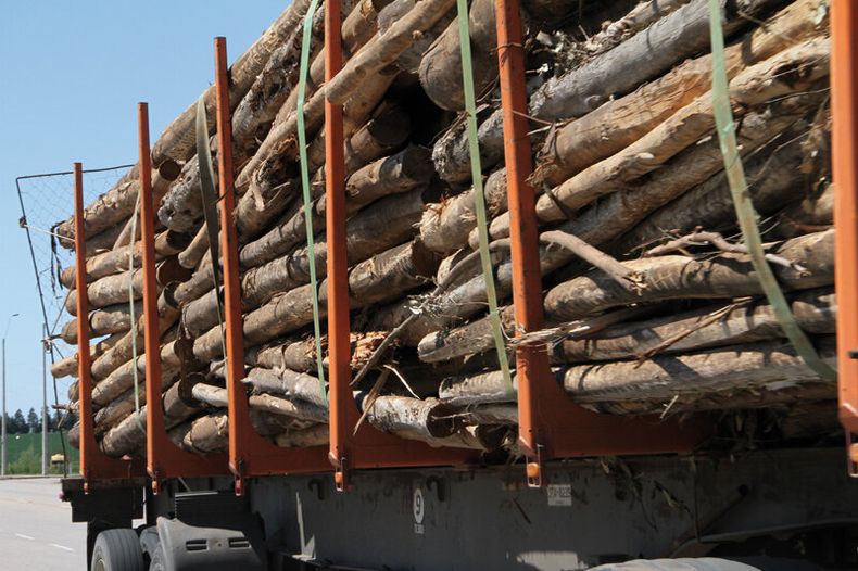 imagen de El Estado pagó U$S 50 millones de subsidio al sector forestal, que plantó un millón de hectáreas de bosques