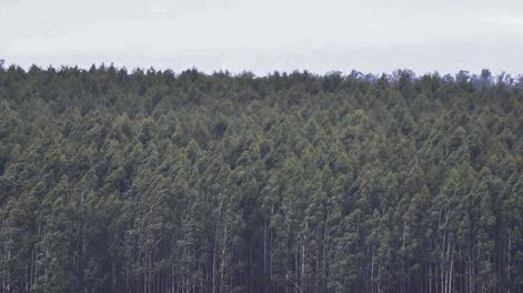 Búsqueda | Buffa sugirió que la métrica GWP sería la mejor forma de medir las emisiones de metano en Uruguay, ya que la GWP100 podría estar sobreestimándolos