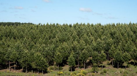 Búsqueda | Para Montes del Plata, la empresa Digital Sense desarrolló un sistema de detección automática de malezas en campos forestales. Foto: Ricardo Antúnez/ adhocFOTOS