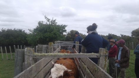 En octubre el MGAP realizó más de 20 jornadas en todo el país con productores, estudiantes y técnicos, en el marco del Plan Nacional de Lucha contra la GarrapataCrédito: MGAP.