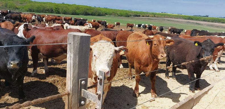 En Uruguay el engorde a corral pasó del 9% al 16% del total de cabezas faenadas; y de los 370.000 animales de corral enviados a plantas de faena, 130.000 provienen de corrales que pertenecen a frigoríficos, argumenta el proyecto de Botana.
