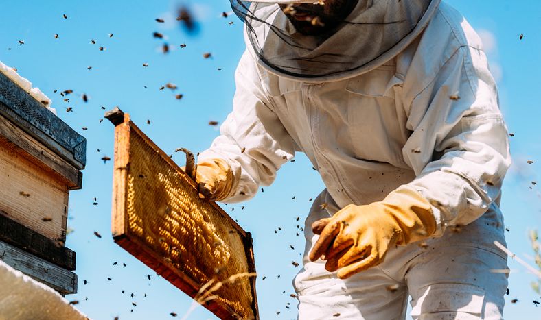 La producción de miel enfrenta dos grandes problemas: la baja del precio internacional, por una mayor oferta de Asia, y el impacto de los agroquímicos.