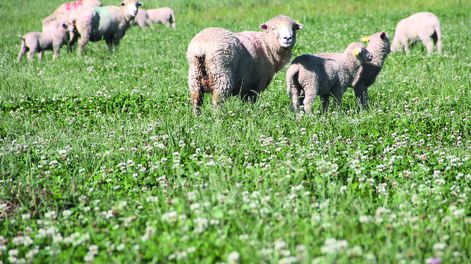 imagen de El sector ovino sigue en situación “comprometida”, debido  al abigeato, los ataques de perros y los vaivenes de precios