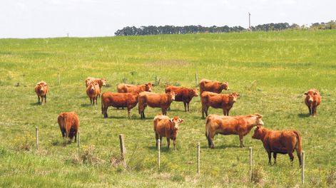 imagen de Sigue en alza la morosidad del agro y el BROU hace “estricta vigilancia” de la situación