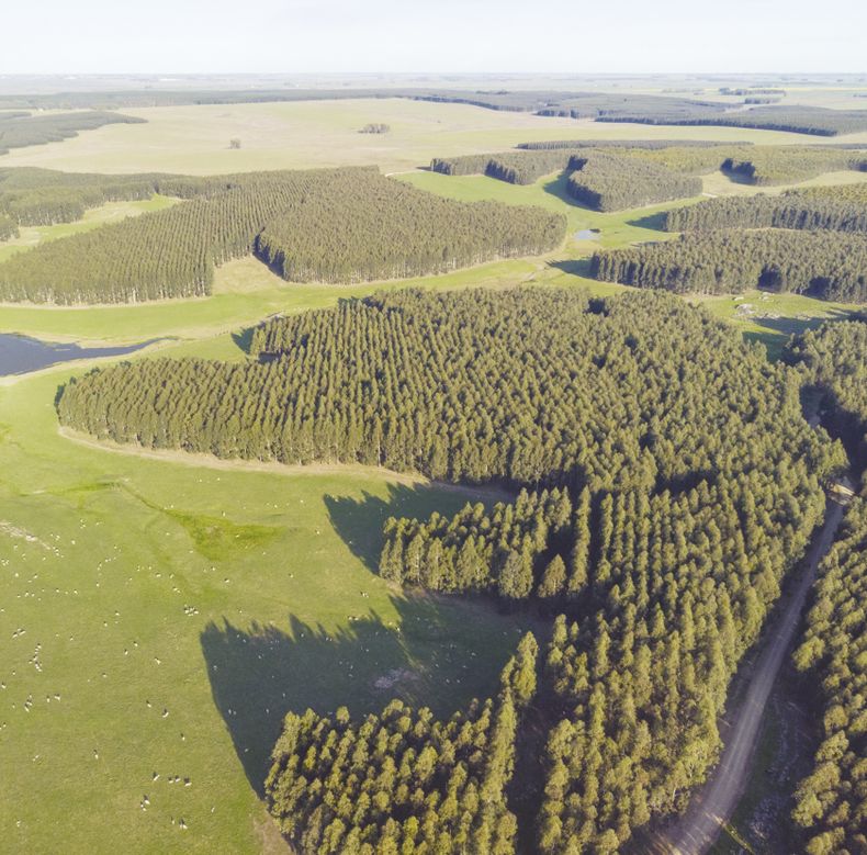 El fideicomiso Bosques del Uruguay vendió 18.800 hectáreas en Rivera y Tacuarembó a Paitone SAS, de Braspine Madeiras, de Brasil.