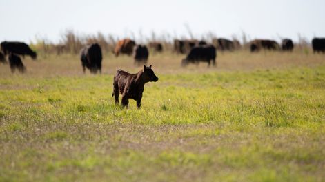 Los datos de stock ratifican un panorama muy auspicioso para la pecuaria