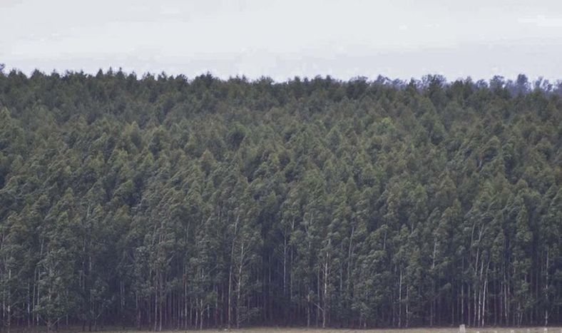 Buffa sugirió que la métrica GWP sería la mejor forma de medir las emisiones de metano en Uruguay, ya que la GWP100 podría estar sobreestimándolos
