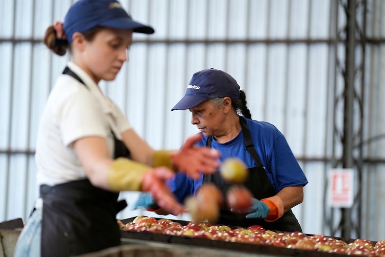 Trabajo de empacado de manzana en la empresa Granja Moizo.