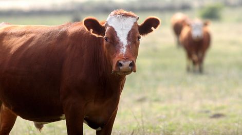 El instrumento de futuros de Ufex es de novillo gordo de más de 380 kilos de razas carniceras y sus cruzas